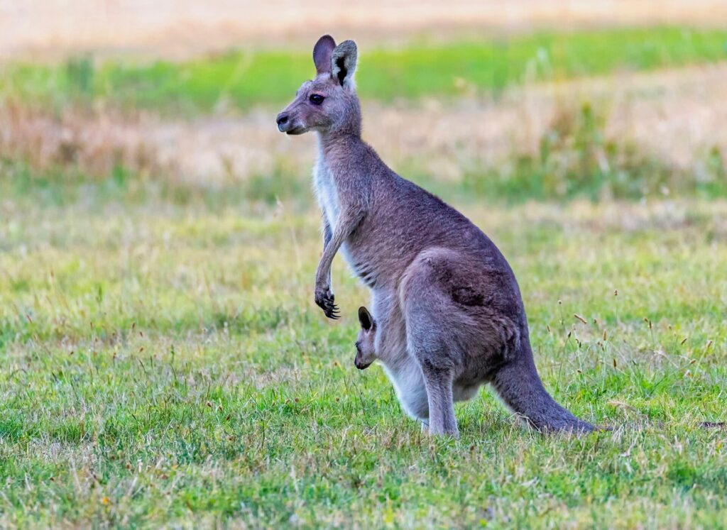 カンガルー